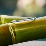 X334 bangle zilver SXM - Bambu Collectie